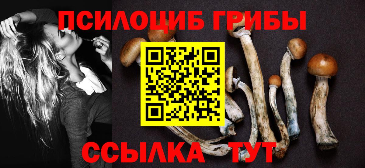 Псилоцибиновые грибы Cubensis Мценск
