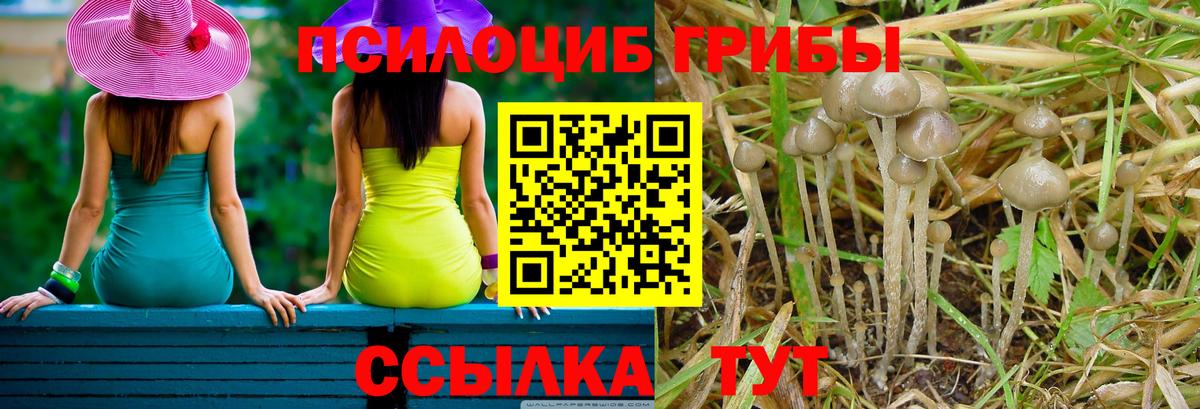 Псилоцибиновые грибы Magic Shrooms  Вход с VPN  цены   Мценск  Галлюциногенные грибы мицелий 